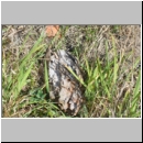 Megachile centuncularis - Blattschneiderbiene 02b 10mm - Totholznest - Sandgrube Niedringhaussee.jpg